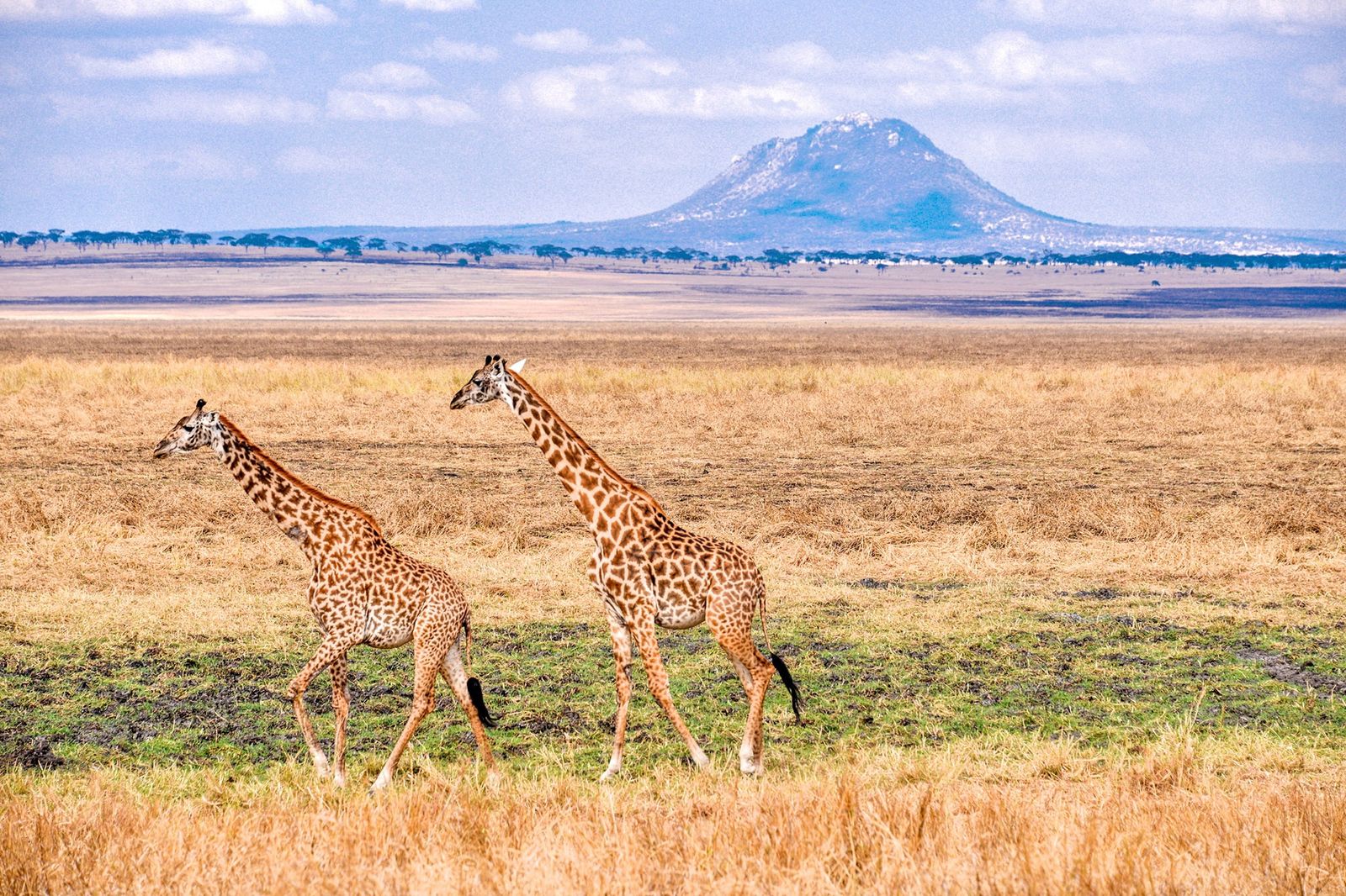 Ngorongoro Crater