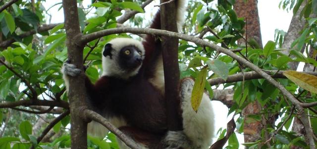 Sakatia Towers Sakatia Towers