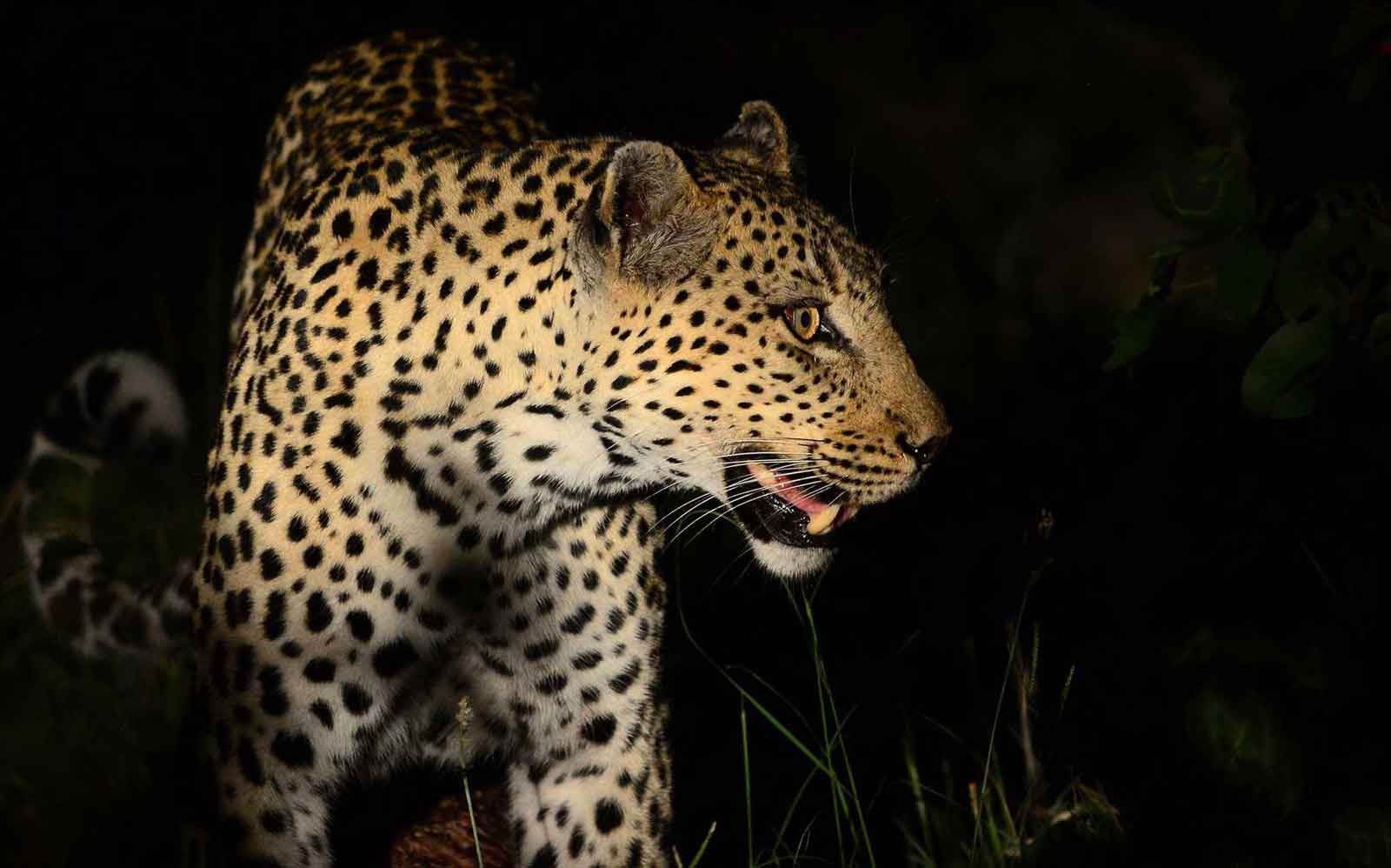Kruger Park Tours