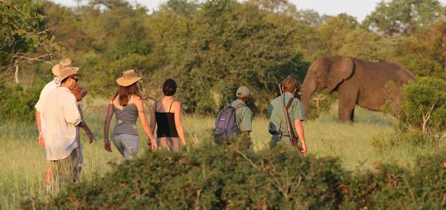 Rhino Walking Safaris Plains Camp