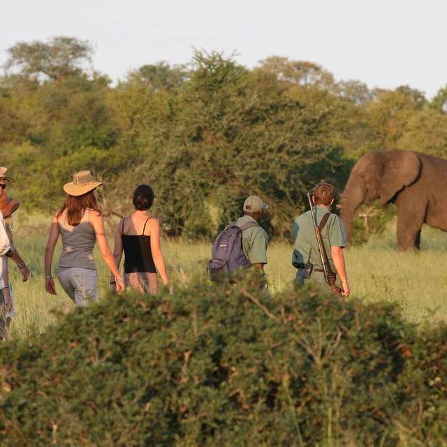 Rhino Walking Safaris Plains Camp Rhino Walking Safaris Plains Camp