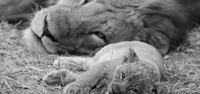 Kalamu Star Bed Camp Kalamu Star Bed Camp