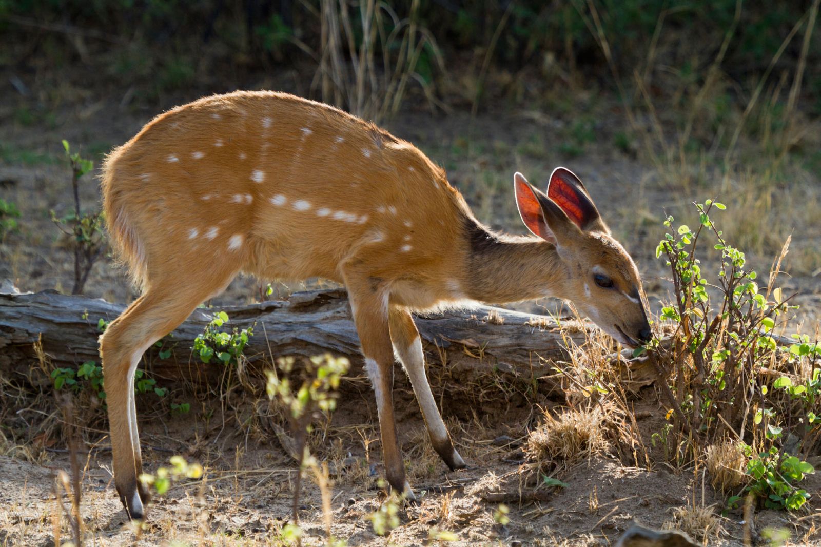 Caprivi Strip