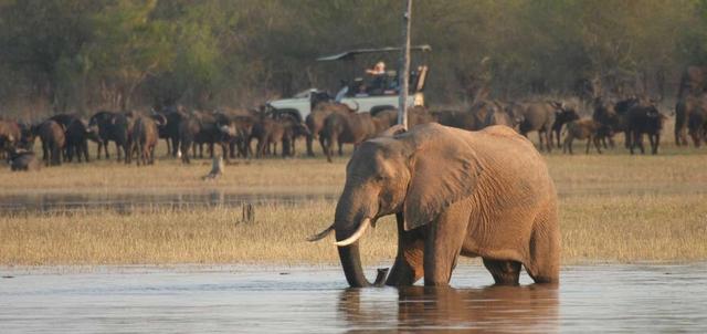 Musango Safari Camp Musango Safari Camp