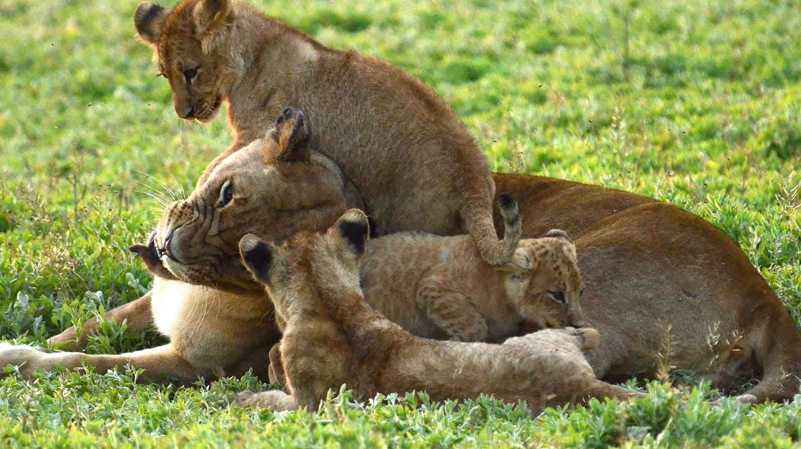 Gorongosa National Park