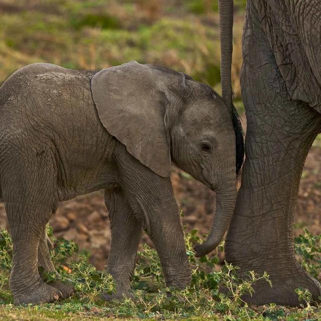 Goliath Tented Camp Goliath Tented Camp