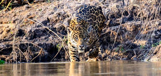 Wild Brazil Wild Brazil