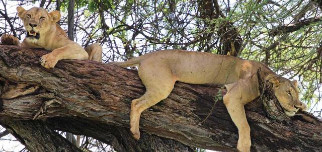 Luxury Kenya Classic Sky Safari Luxury Kenya Classic Sky Safari