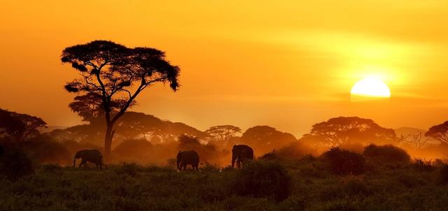 Amboseli and Mara in Depth Amboseli and Mara in Depth