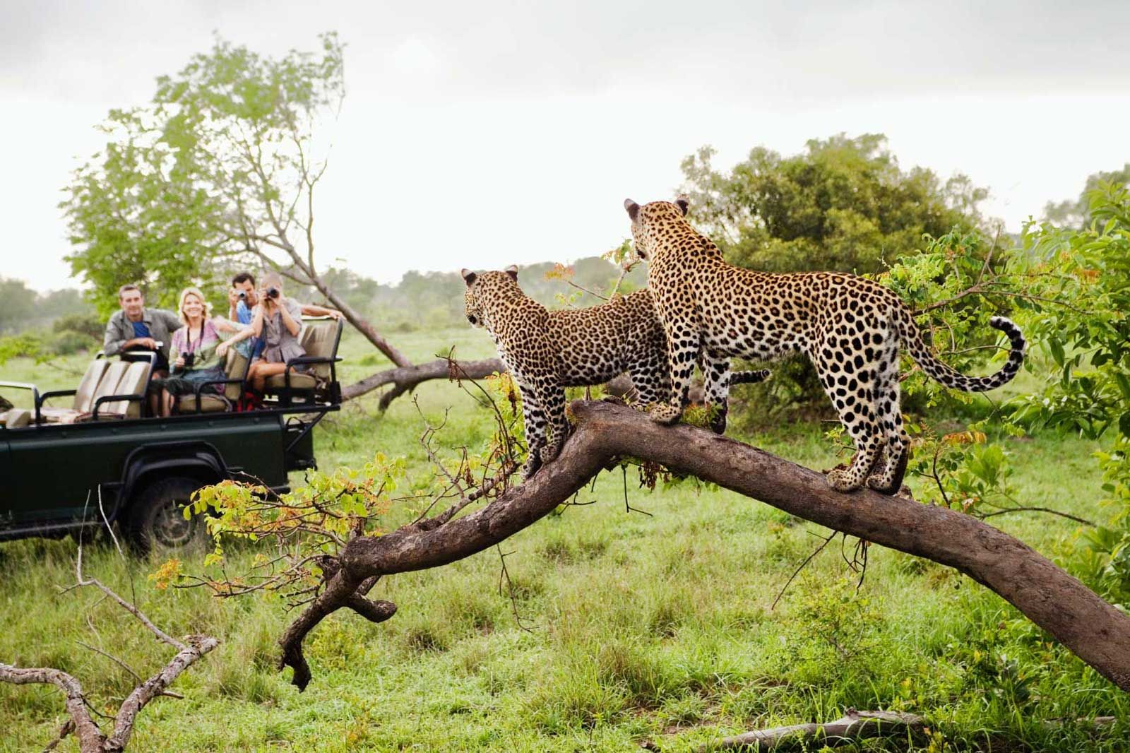 Kruger National Park Safaris with Sun Safaris