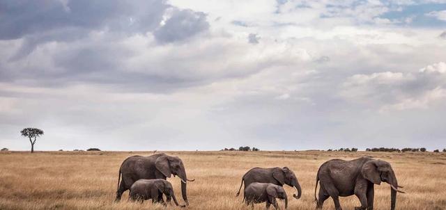 Amboseli, Lake Nakuru & Mara in Style Amboseli, Lake Nakuru & Mara in Style