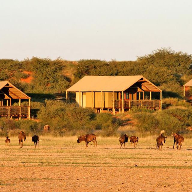 Suricate Kalahari Lodge