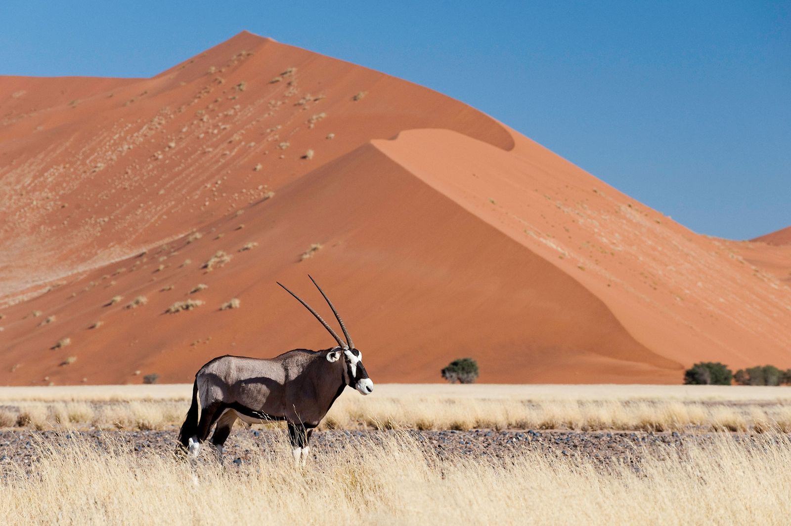 Sossusvlei Sossusvlei