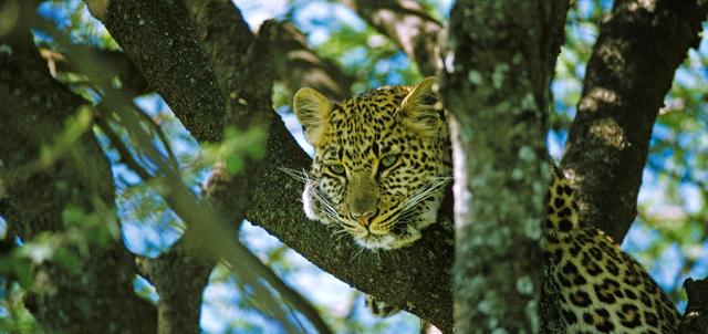 Malewa Wildlife Lodge Malewa Wildlife Lodge