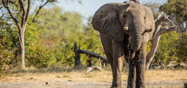 Botswana Highlights Botswana Highlights