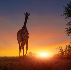 Zimbabwe - African Safari Planning Guides