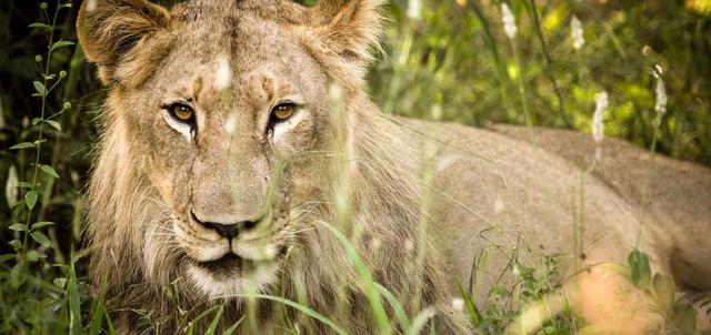 Makalali Private Game Reserve Makalali Private Game Reserve