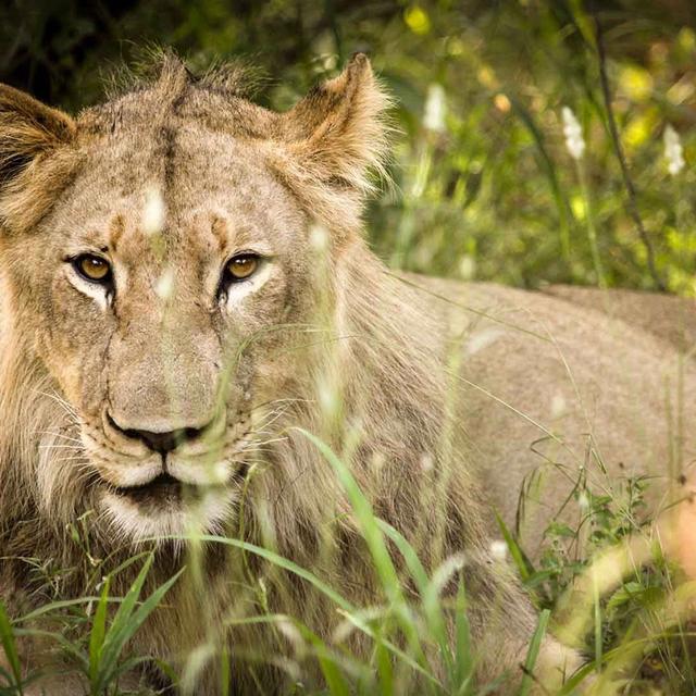 Makalali Private Game Reserve Makalali Private Game Reserve