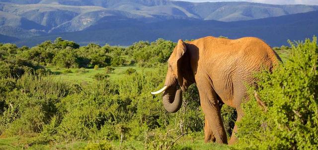 Addo Elephant Park Addo Elephant Park