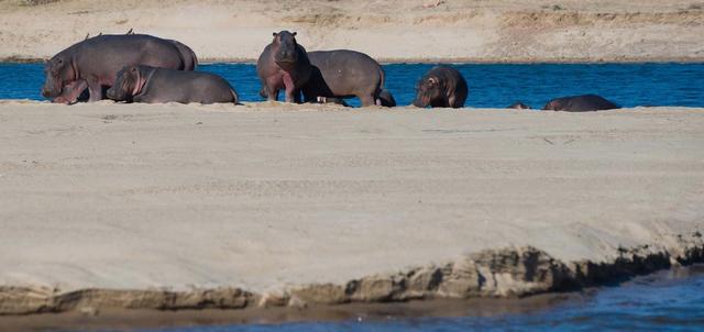 Camp Zambezi Camp Zambezi