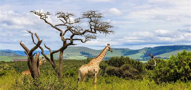 South Africa South Africa