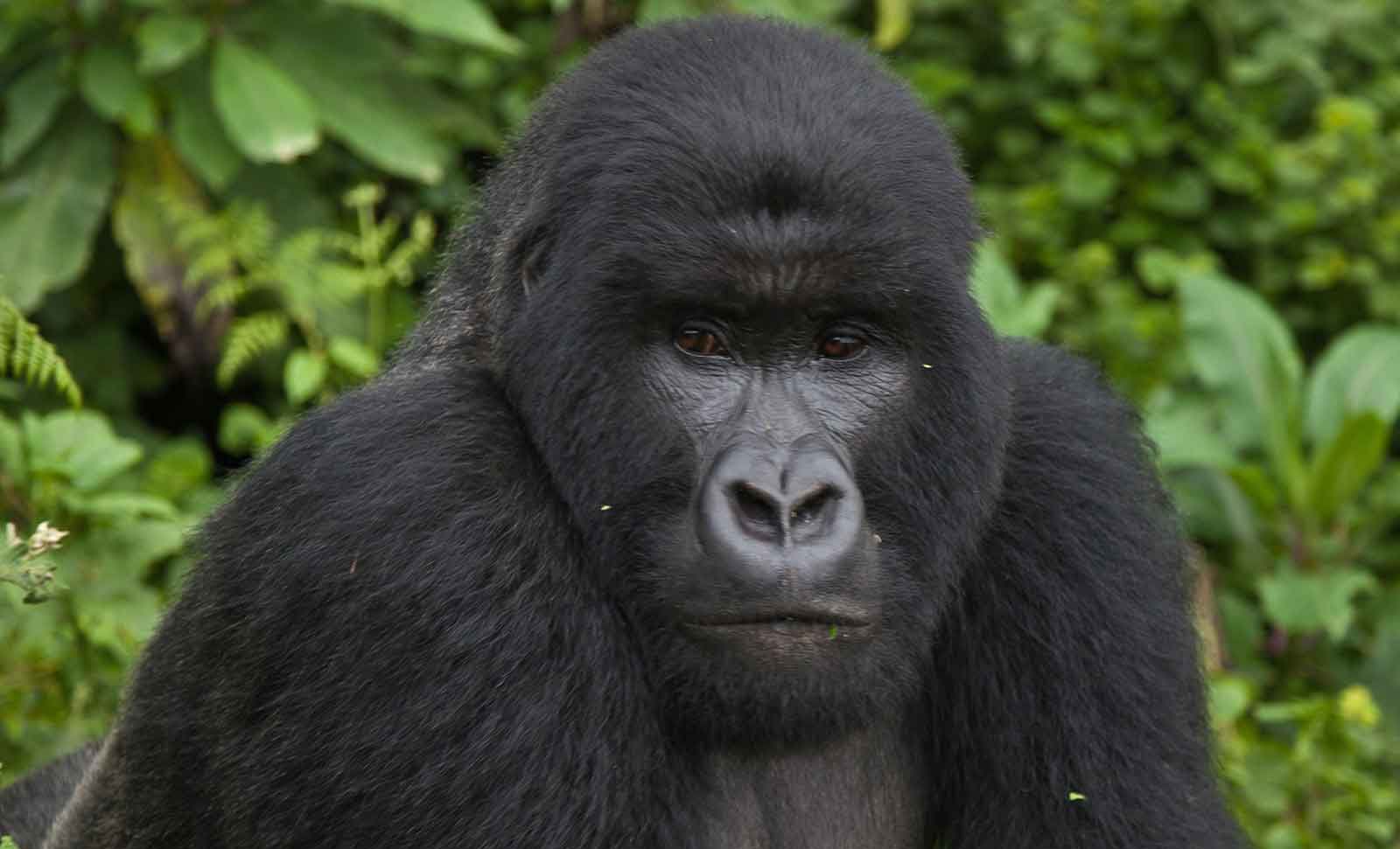Uganda Tours Uganda Tours