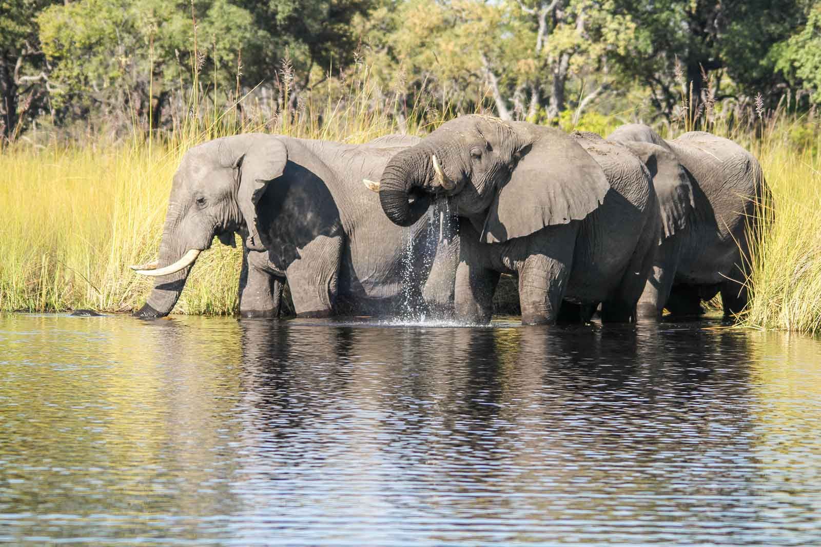 Wings over Botswana Comfortable - 0 - 4