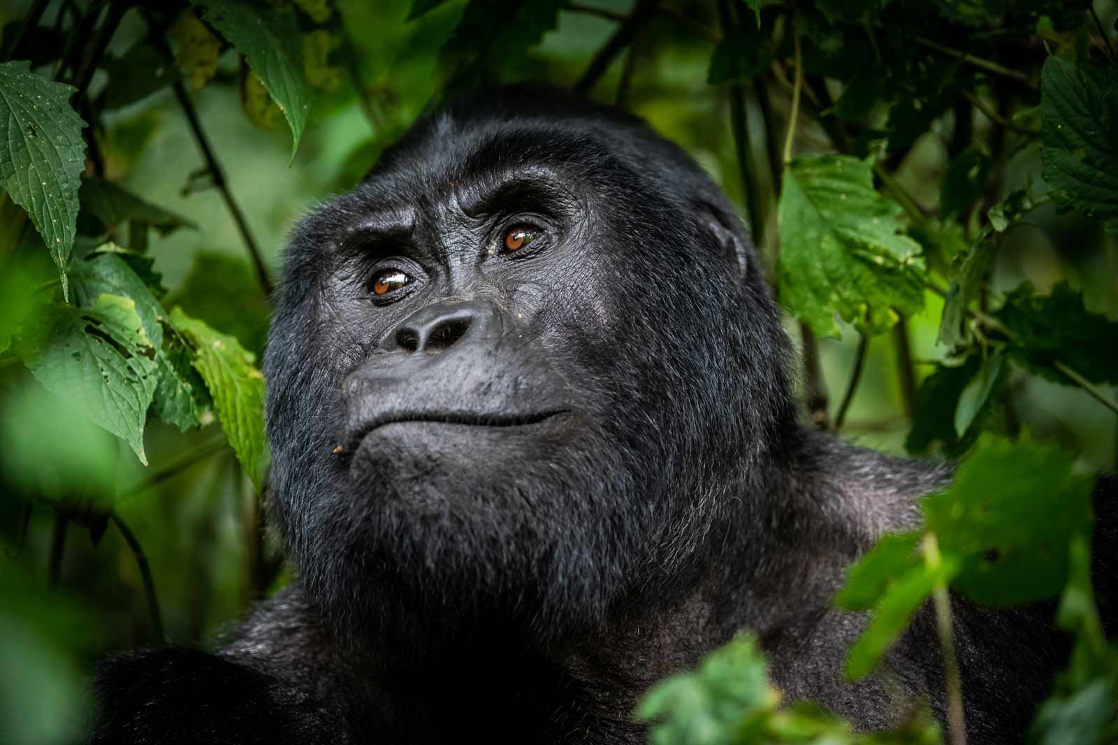 Uganda Safaris Uganda Safaris