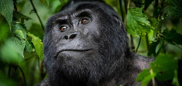 Uganda Safaris Uganda Safaris