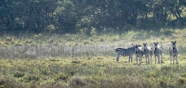 St. Lucia Safari Lodge St. Lucia Safari Lodge