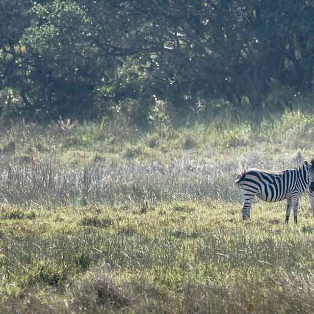 St. Lucia Safari Lodge St. Lucia Safari Lodge