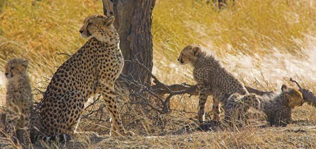 Camelthorne Kalahari Lodge Camelthorne Kalahari Lodge