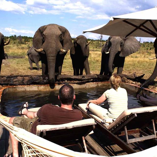 Wildlife Wonders of Zimbabwe