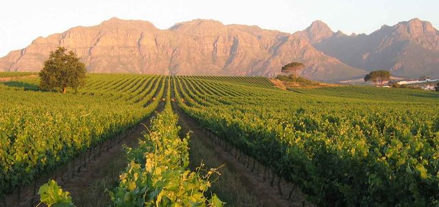 Cape Winelands Meander Cape Winelands Meander