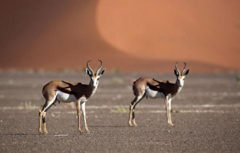 Namib Naukluft Lodge Namib Naukluft Lodge
