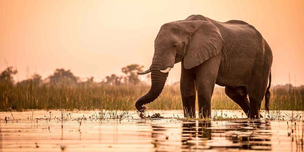 Sun Safaris Botswana Safaris & Packages Sun Safaris Botswana Safaris & Packages