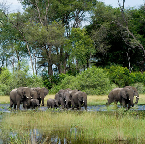 Botswana - African Safari Planning Guides