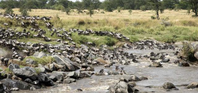 Serengeti Migration Safari