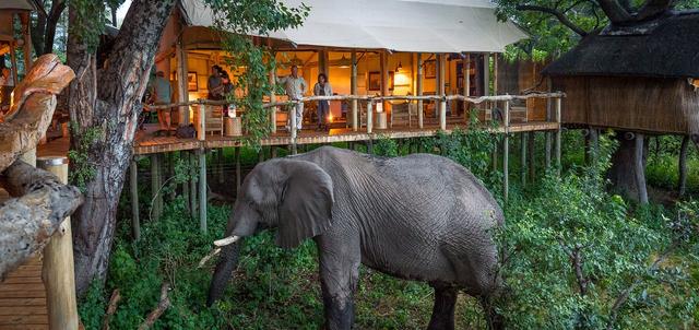 Tubu Tree Camp Tubu Tree Camp