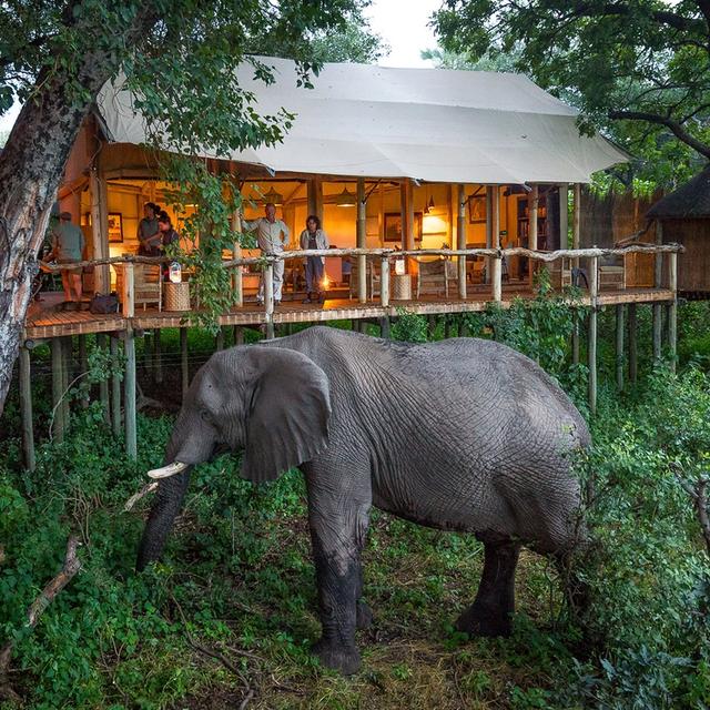 Tubu Tree Camp Tubu Tree Camp