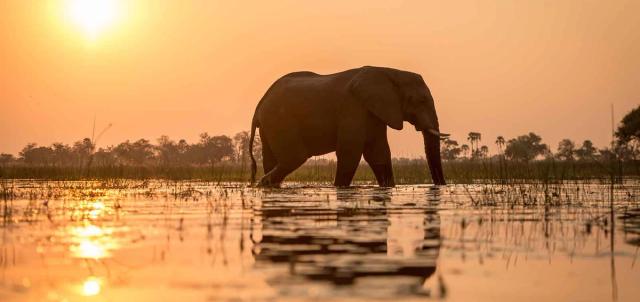 Thamalakane River Lodge Thamalakane River Lodge