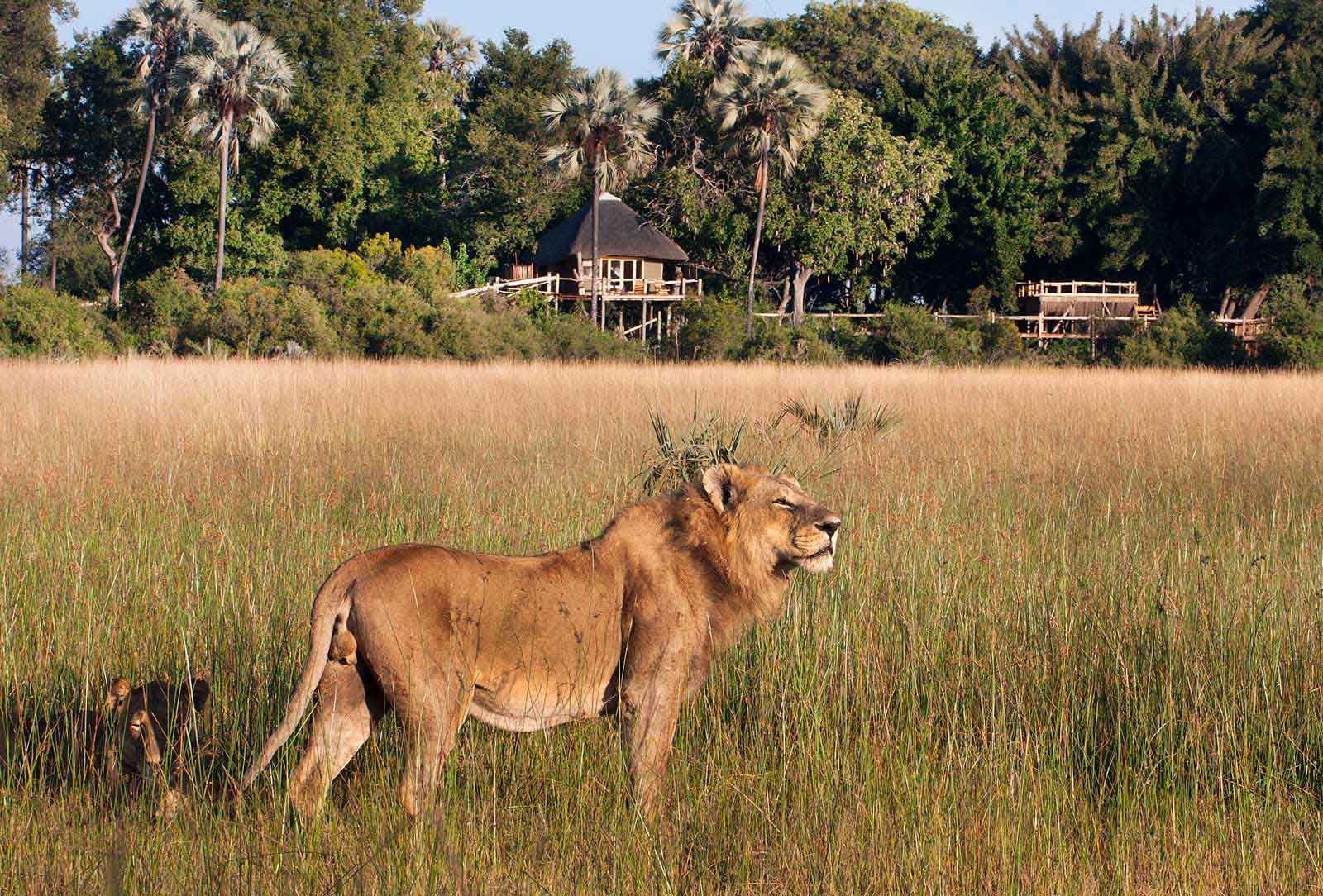 Discover Okavango Delta, Largest Inland Delta