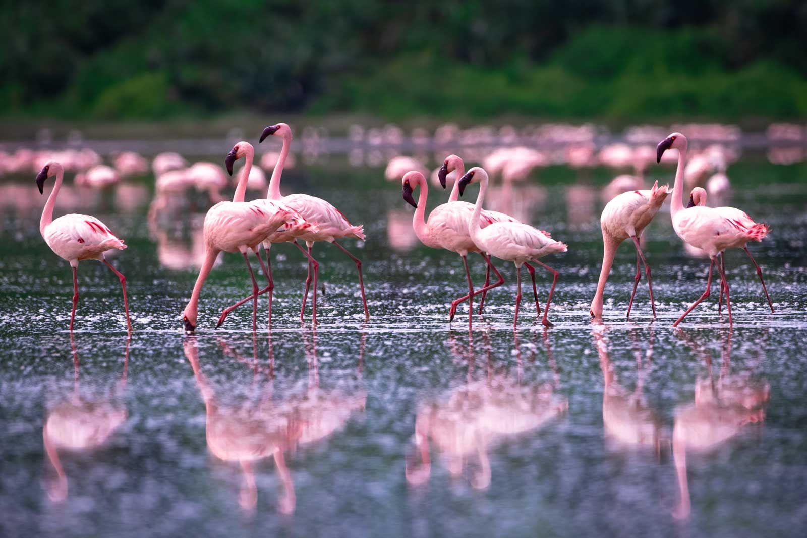 Queen Elizabeth National Park