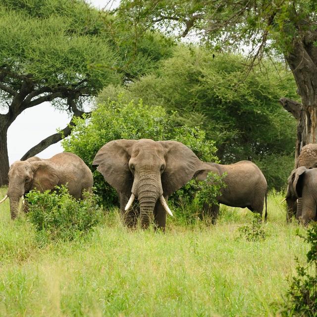 Chitengo Safari Camp Chitengo Safari Camp