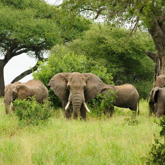 Chitengo Safari Camp