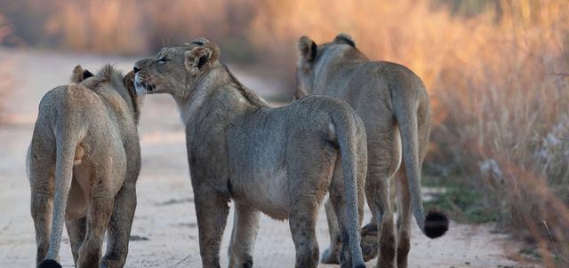 Endoro Lodge Endoro Lodge