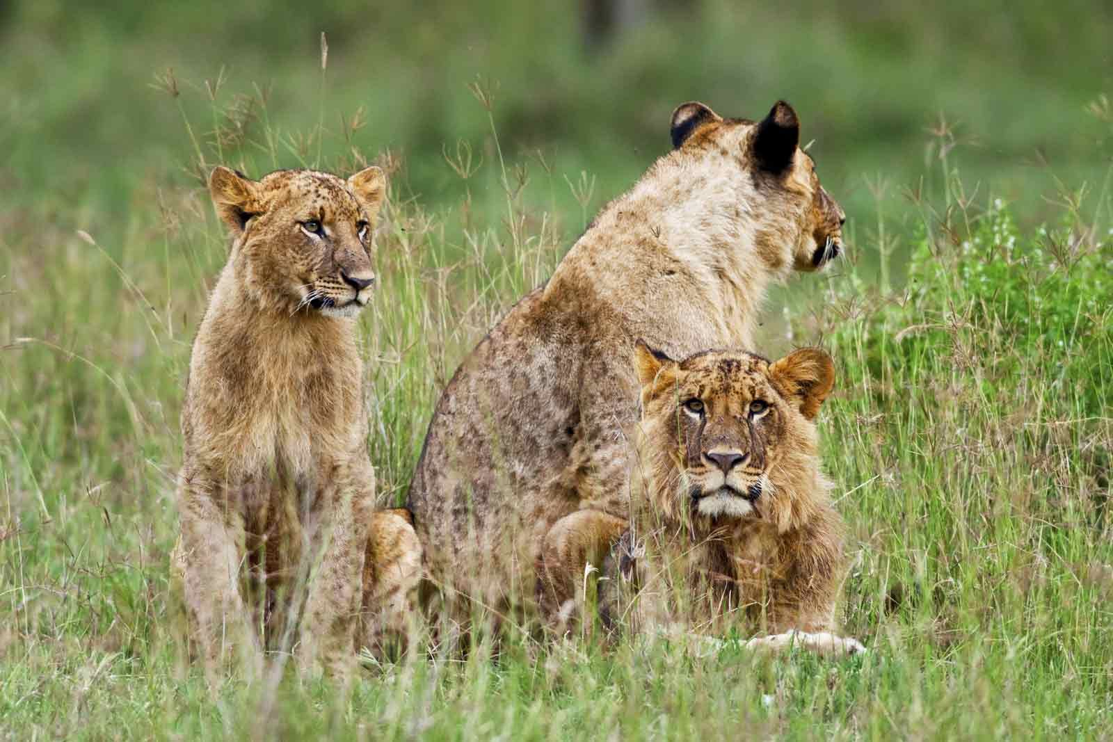 Plan Your Safari Plan Your Safari