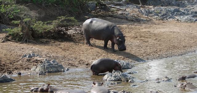 Amara Selous Amara Selous