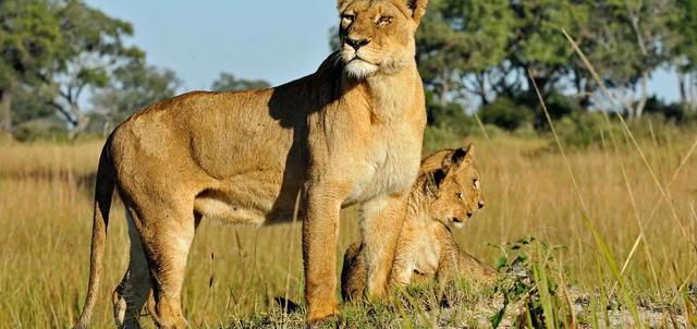 Botswana Big Game Botswana Big Game