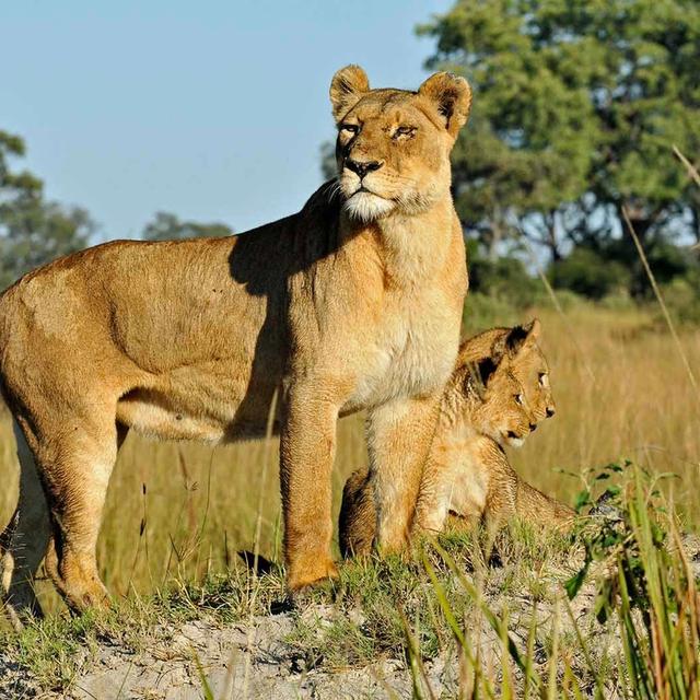 Botswana Big Game Botswana Big Game